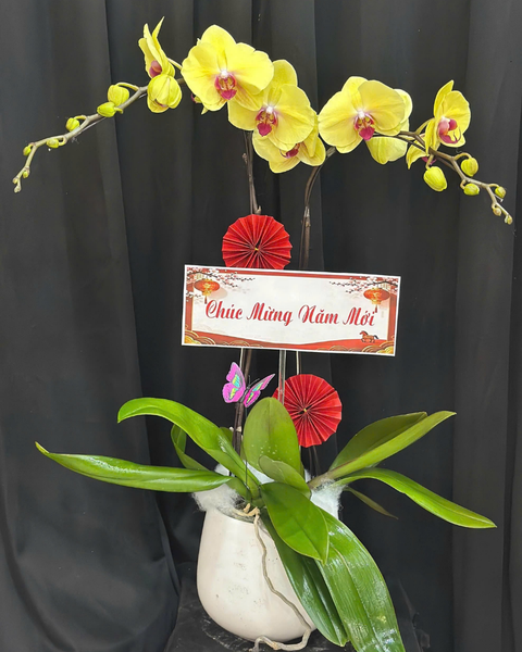 Lan Hồ Điệp: Chậu Lan Hồ Điệp Bình An - LHĐ183
