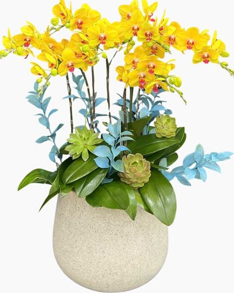 Lan Hồ Điệp: Chậu Lan Hồ Điệp Lộc Tiền - LHĐ201