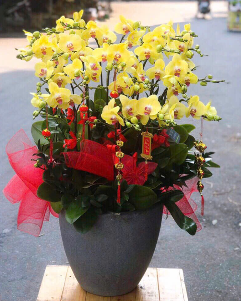 Lan Hồ Điệp: Chậu Lan Hồ Điệp Phú Quý - LHĐ156