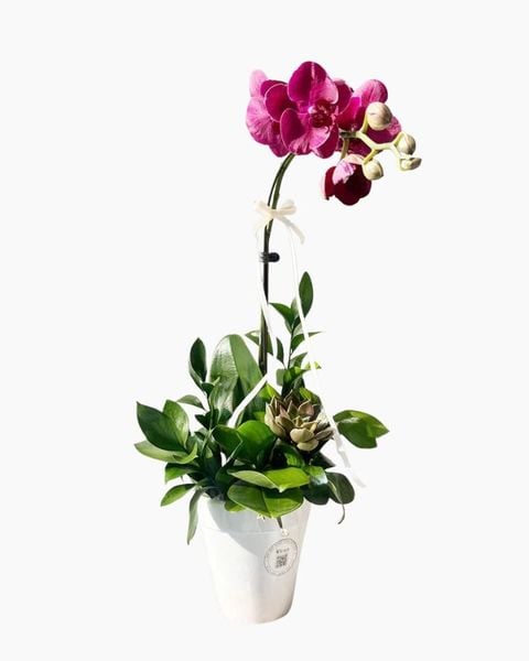Lan Hồ Điệp: Chậu Lan Hồ Điệp Lan Hồng Thanh Nhã - LHD220
