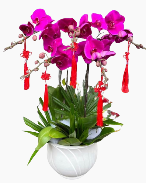 Lan Hồ Điệp: Chậu Hoa Lan Hồ Điệp Tím - LHĐ100