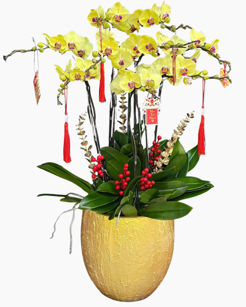 Lan Hồ Điệp: Chậu Lan Hồ Điệp Vinh Hoa - LHĐ184