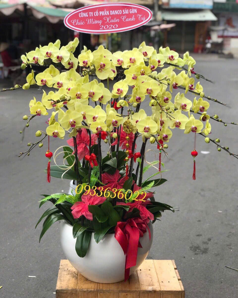 Lan Hồ Điệp: Chậu Lan Hồ Điệp Xuân Vượng - LHĐ158