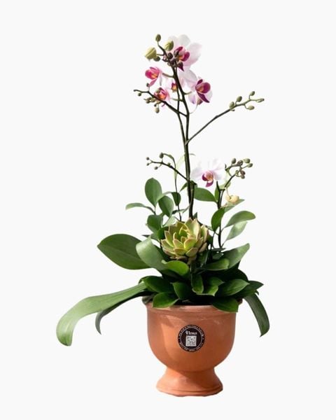 Lan Hồ Điệp: Chậu Lan Hồ Điệp Lan Xuân Thanh Khiết - LHD219