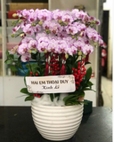 Chậu Lan Hồ Điệp Phú Quý - LHĐ142 