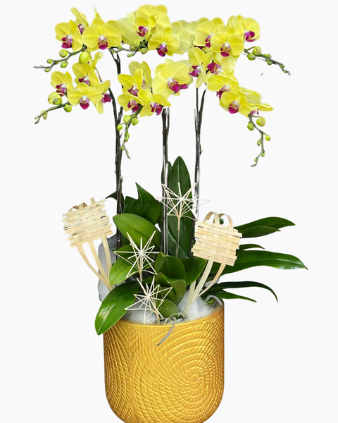 Lan Hồ Điệp: Chậu Lan Hồ Điệp Kim Điệp - LHĐ185