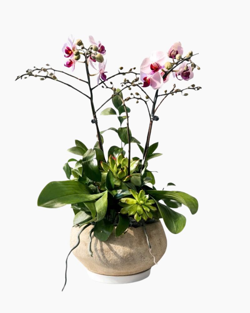 Chậu Lan Hồ Điệp Lan Song Hỷ Nhẹ Nhàng - LHD218