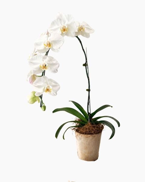 Lan Hồ Điệp: Chậu Lan Hồ Điệp Ngọc Lan Tĩnh - LHD226