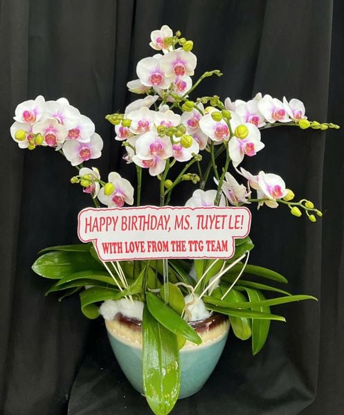 Lan Hồ Điệp: Chậu Lan Hồ Điệp Xinh Xỉu- LHĐ210