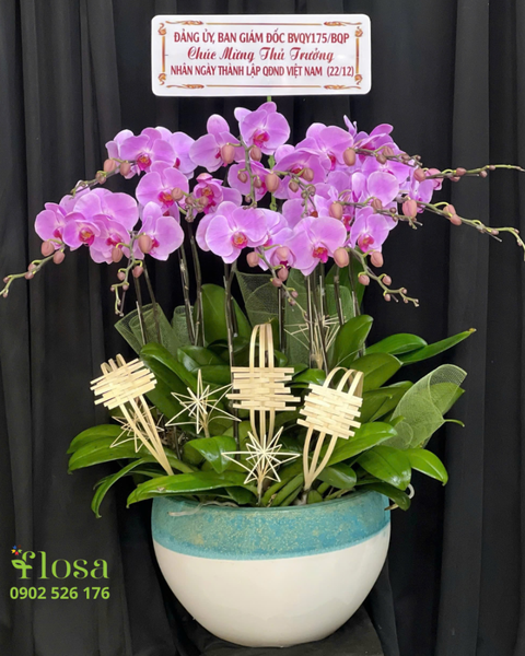 Lan Hồ Điệp: Chậu Lan Hồ Điệp Uyên Ương - LHĐ127