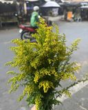  Hoa Vành Anh - HCC07 