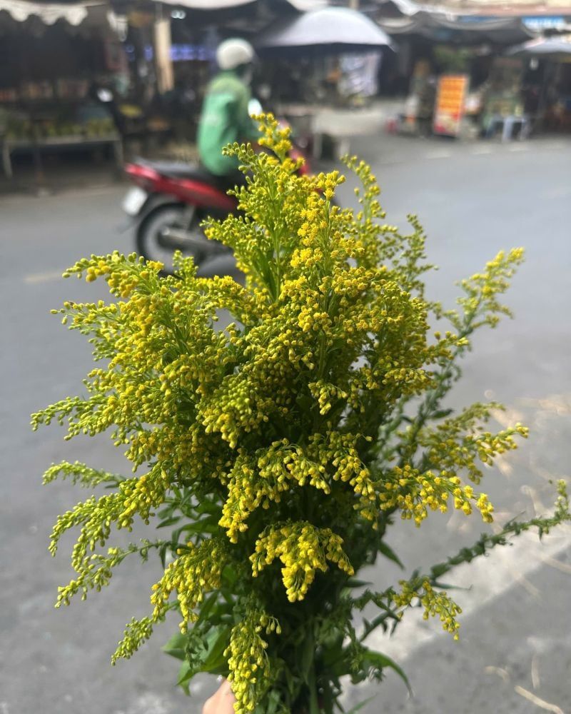  Hoa Vành Anh - HCC07 