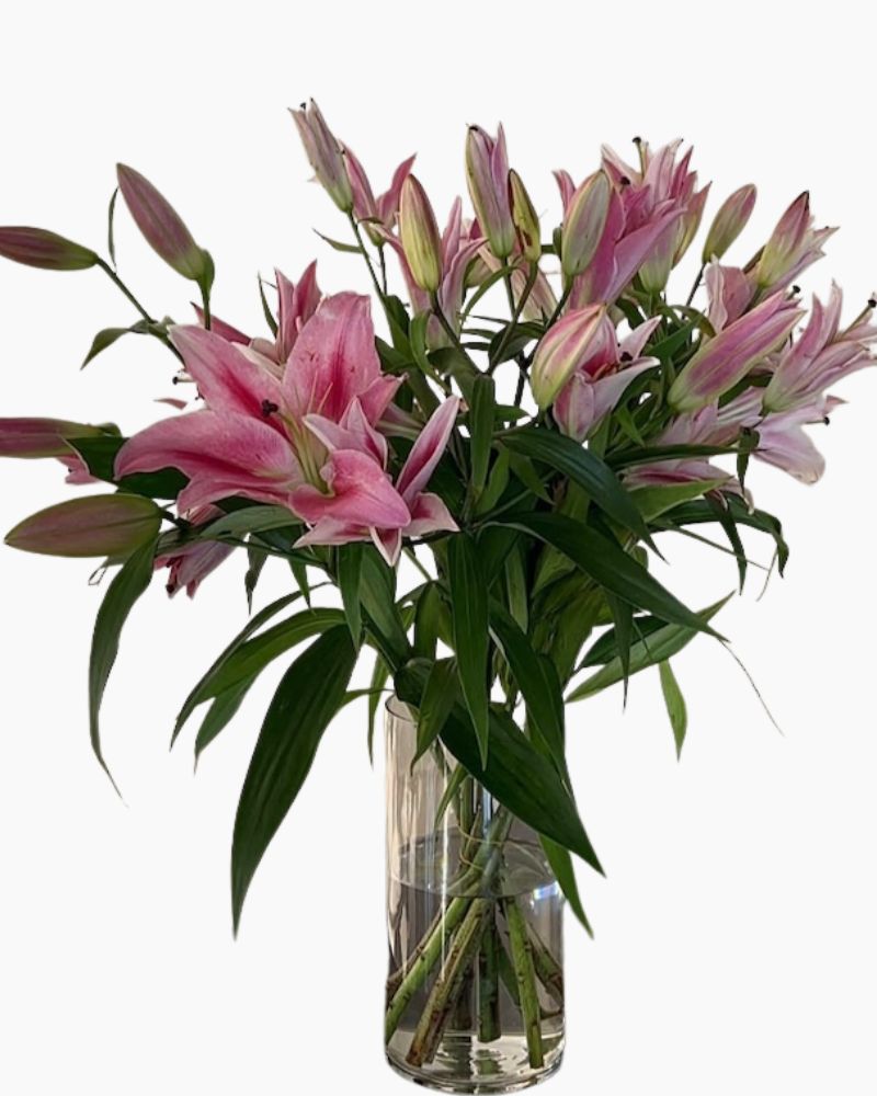 Hoa Ly Ù - Hoa cắt cành loa kèn