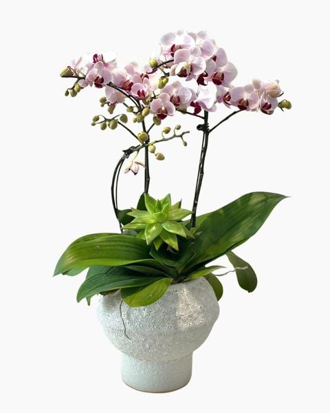 Lan Hồ Điệp: Chậu Lan Hồ Điệp Bạch Hồng An Nhiên - LHD251