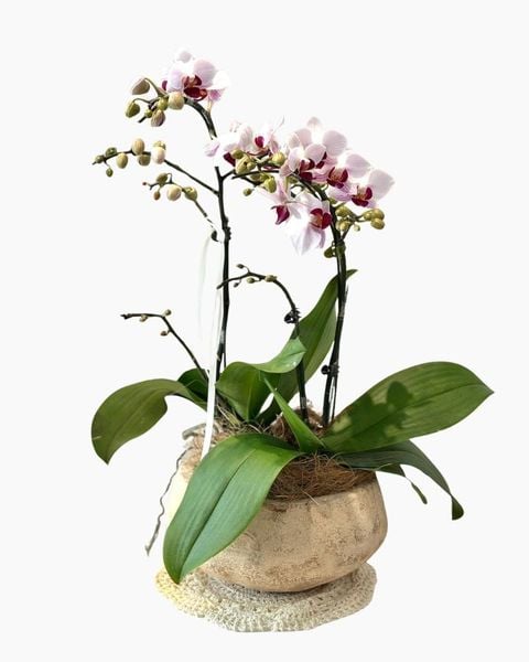 Lan Hồ Điệp: Chậu Lan Hồ Điệp Bạch Hồng Thanh An - LHD249
