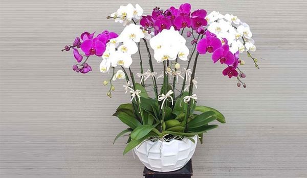 Cách cắm hoa lan hồ điệp trang trí phòng khách bắt mắt.