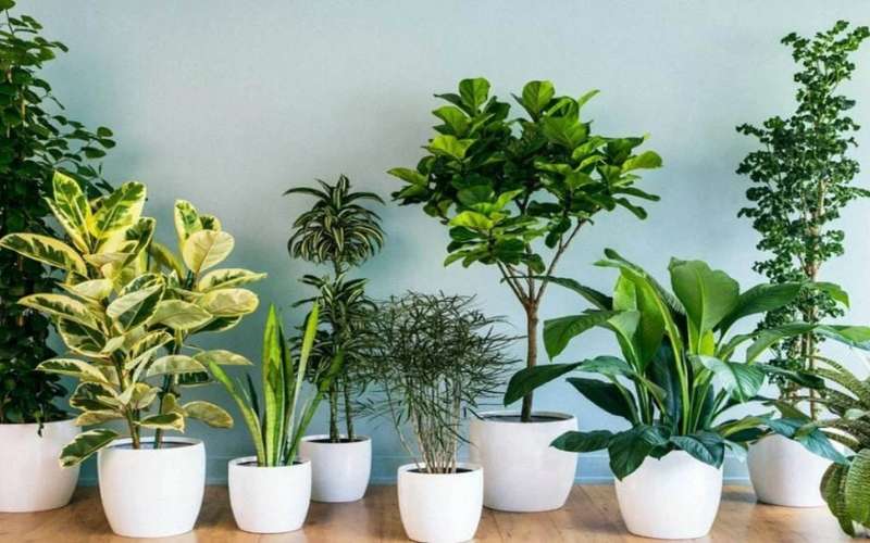 Ngoài ra, người mệnh Thủy cũng có thể lựa chọn kết hợp thêm cây cảnh cùng với hoa hợp mệnh