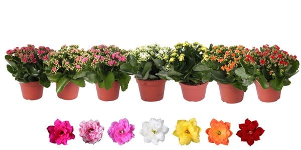 Các loại hoa sống đời đẹp thường gặp