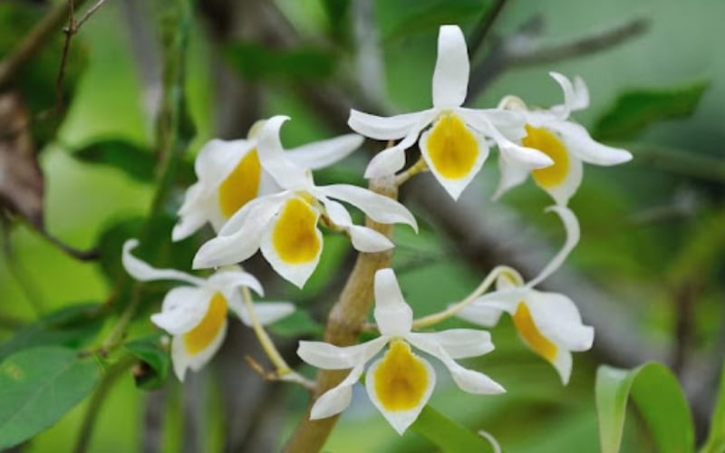 Phong lan hoàng thảo ngọc thạch được đánh giá cao cả về