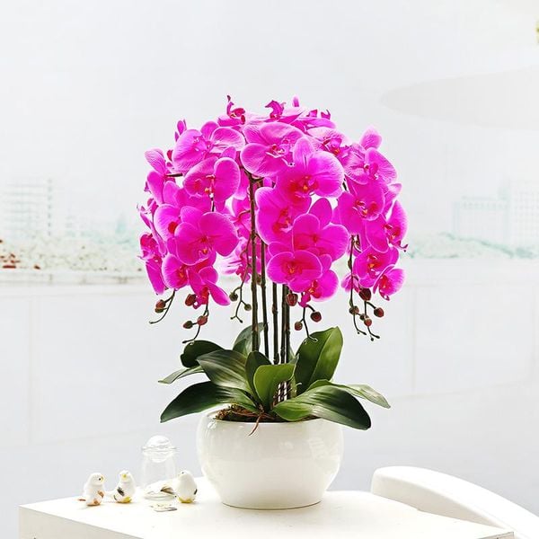 Lan hồ điệp tím cũng rất được lòng các Phật tử trong mùa lễ Phật Đản đấy nhé!