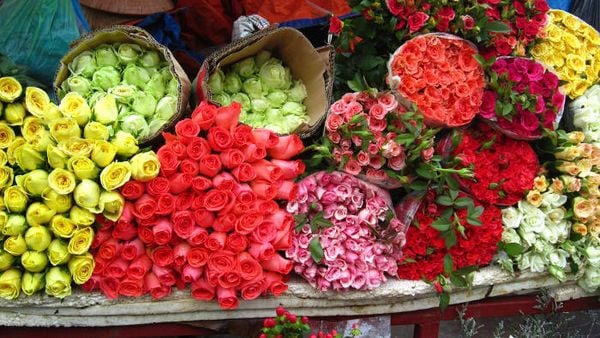 Lưu ý nên chọn cành hoa tươi mới nhất
