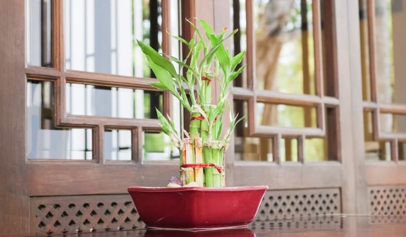 Cây Tre May Mắn hay còn gọi là cây Phát Lộc