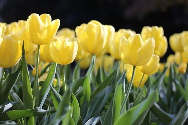 Hoa tulip vàng