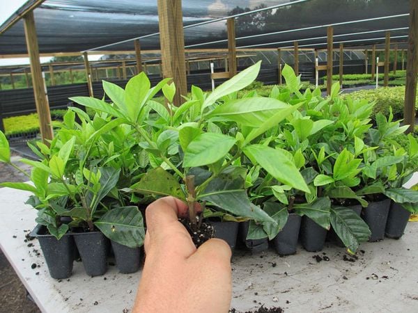 Trồng cây dành dành bằng cách gieo hạt