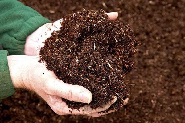 Chuẩn bị đất trồng cây là việc quan trọng