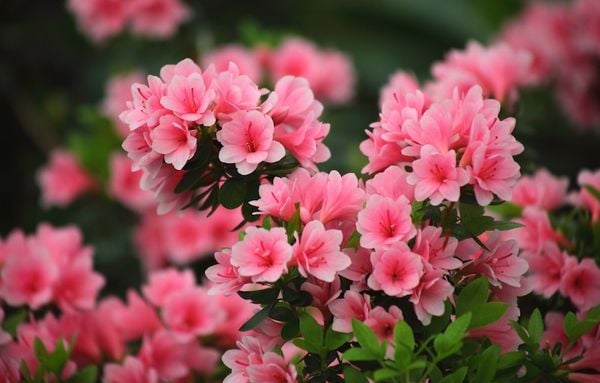Khám phá ý nghĩa sâu sắc của hoa đỗ quyên trong tình yêu và cuộc sống