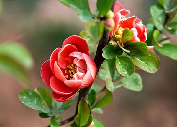Hoa hải đường đỏ mang một vẻ đẹp rất tinh tế và sang trọng.