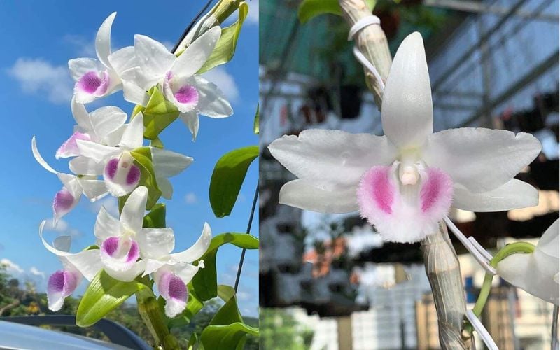 Đặc điểm nhận biết chi tiết của thân, lá và các mặt hoa lan phi điệp Hiển Oanh