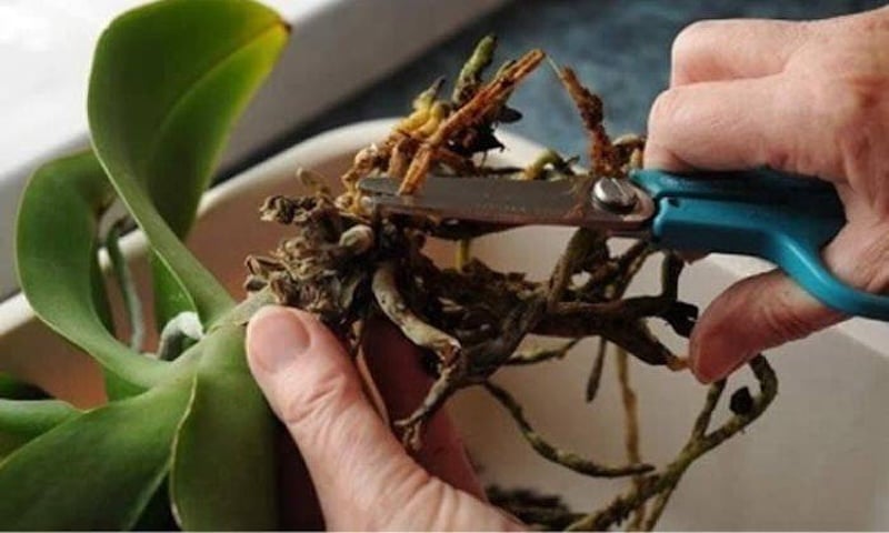 Hiện tượng thối nhũn trên thân (hoặc ngọn/rễ) cây lan Tam Bảo Sắc cần được cắt bỏ