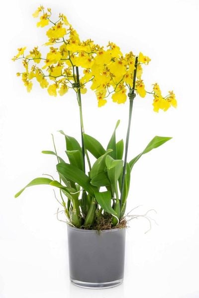 hoa lan vũ nữ mặt trời
