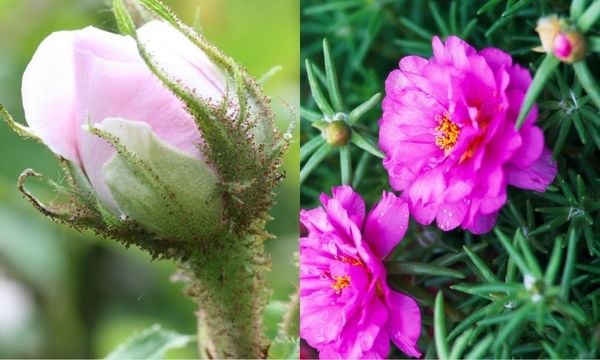 Hoa mười giờ có nhiều công dụng tuyệt vời với đời sống
