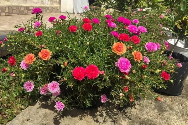 Hoa mười giờ nở từ 8-9 giờ và nở rộ lúc 10 giờ