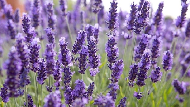 Nhận biết True Lavender (Oải hương thực thụ)