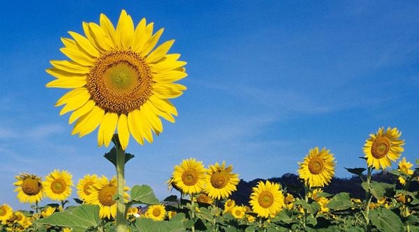 hoa tượng trưng cho sự mạnh mẽ