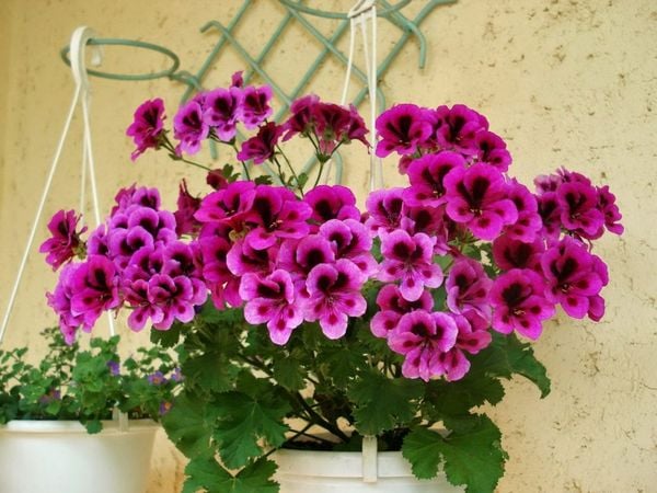 hoa tượng trưng cho 12 cung hoàng đạo