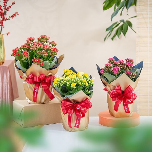 Theo quan niệm Phật giáo, hoa sống đời là biểu tượng của sức sống mạnh mẽ và vẻ đẹp thanh cao.