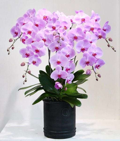 Lan hồ điệp tím - một trong những loài hoa dâng Phật đầy ý nghĩa.