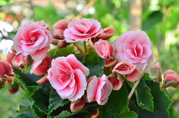 Hoa hải đường đang khoe sắc dưới ánh nắng ban mai vào buổi sáng.