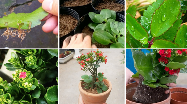 Cách trồng cây hoa sống đời bằng hạt