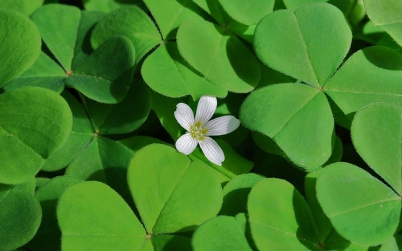 Quốc hoa của Ireland là cỏ ba lá (Shamrock)