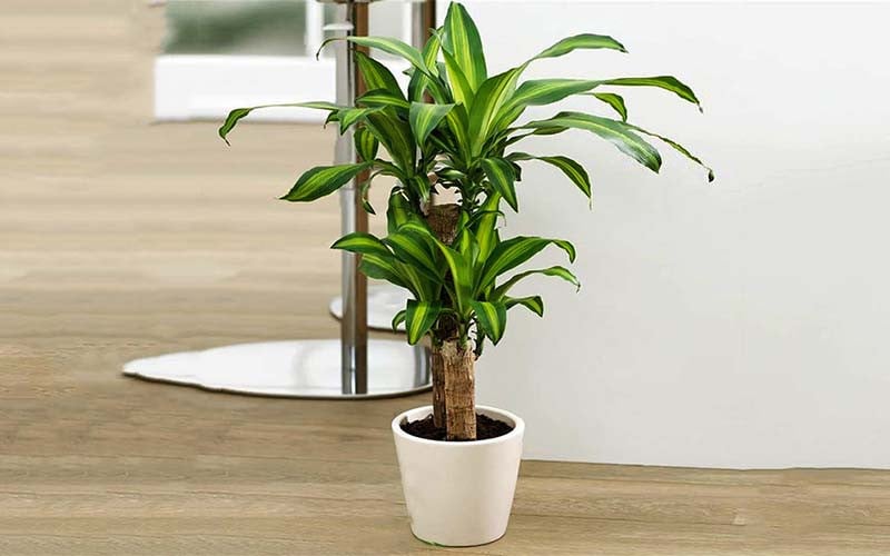 Cây phát tài/ thiết mộc lan thường được chọn làm cây cảnh tặng khai trương