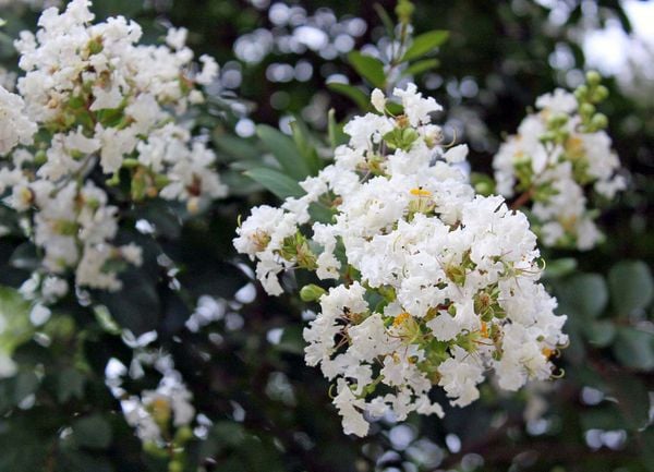 Cách trồng hoa tường vi đúng kỹ thuật