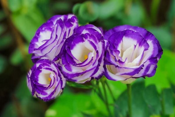 Hoa cát tường mang ý nghĩa may mắn