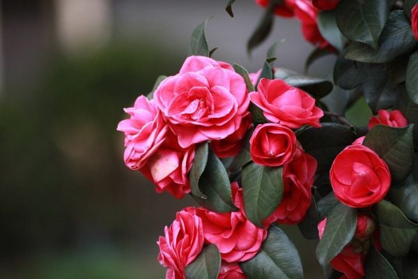 Tìm hiểu tất tần tật thông tin về cây hoa hải đường.