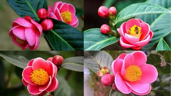 Vẻ đẹp thu hút của hoa hải đường khi vừa mới chớm nở thật khó để có thể miêu tả bằng lời.