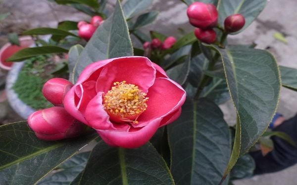 Cây hoa hải đường hợp hầu hết các mệnh trong phong thủy